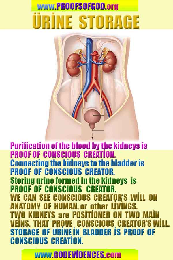Proofs and Evidences of GOD's existance
